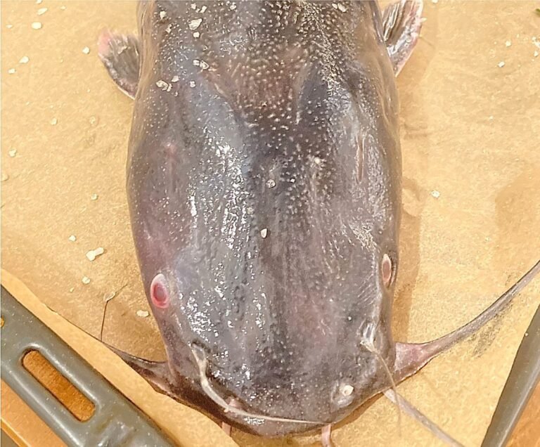 Āfrikas sams